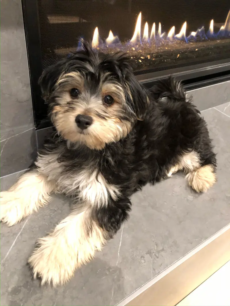 Morkie lying by the fireplace