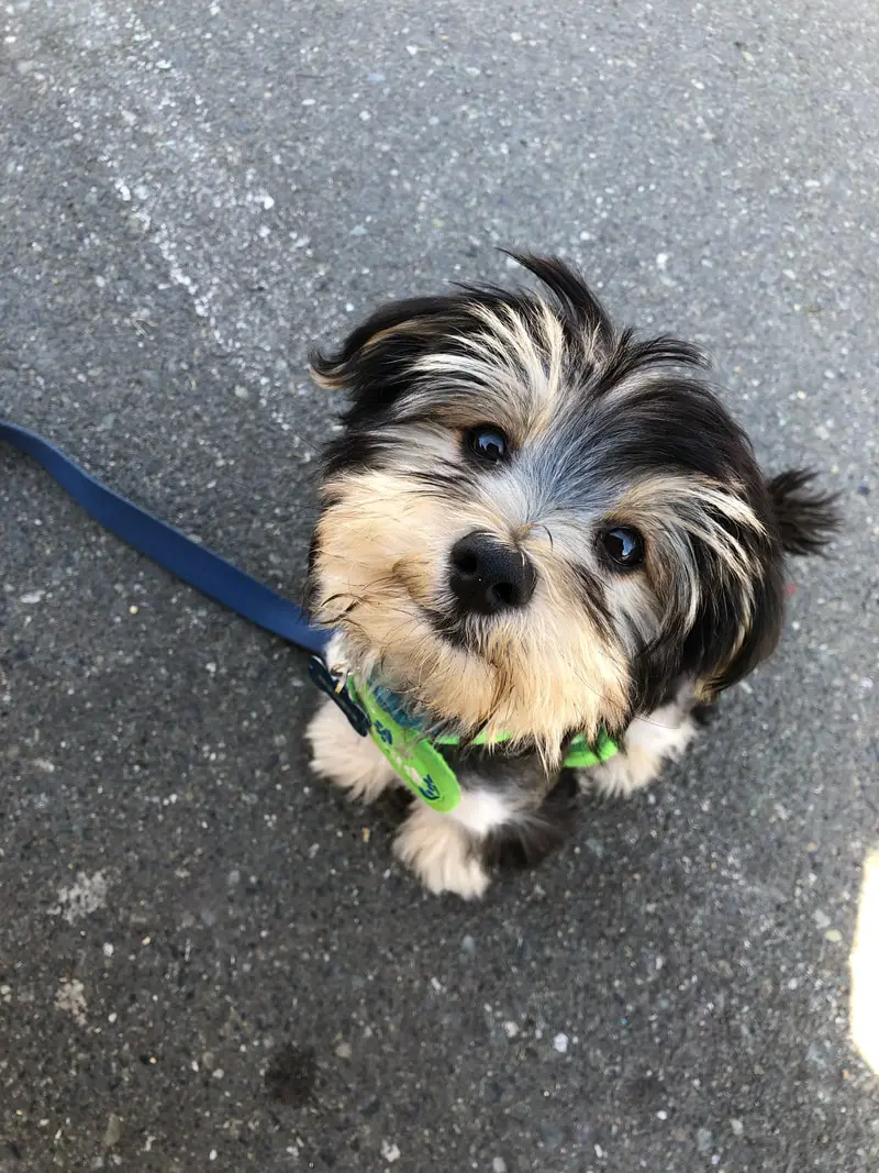 Morkie looking up at the camera on a walk outside